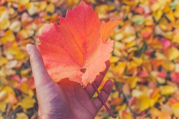 осенние листья в руке сезона
 - Фото, изображение
