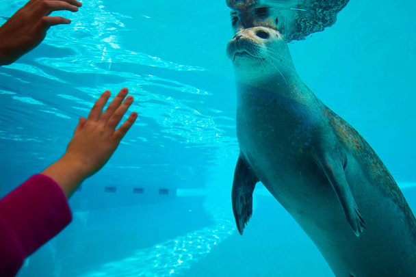 Cute seal swim in zoo aquarium - 写真・画像