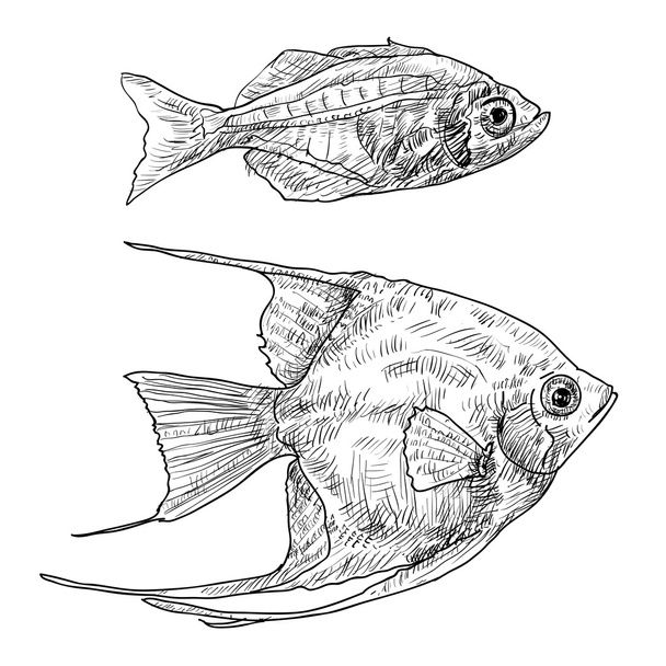 Two fishes - Vector, Image