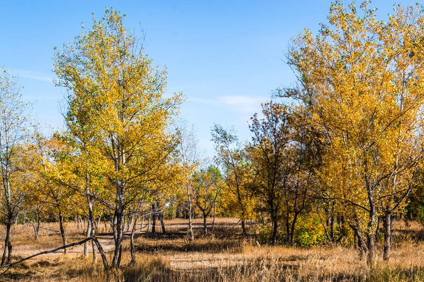 autumn fairy forest color - Zdjęcie, obraz