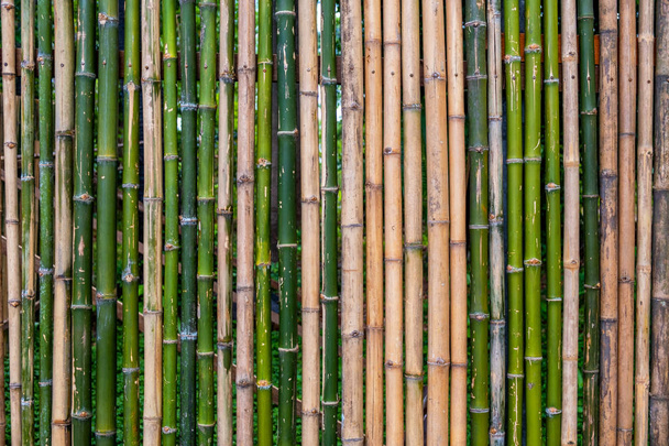 Grunge recinzione di bambù verde, sfondo texture
. - Foto, immagini