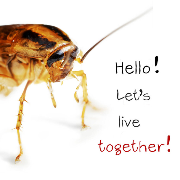  ockroach makro eristetty valkoisella taustalla sanoilla Hello Lets elää yhdessä
  - Valokuva, kuva