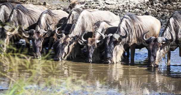 Wildebeest at the watering - Zdjęcie, obraz