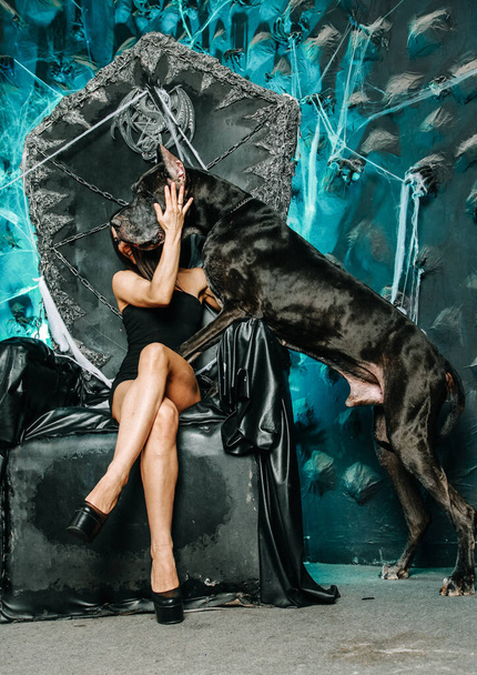 Bella giovane donna magra in vestitino nero in posa con il suo grande cane danese in studio sullo sfondo di Halloween del grande trono nero spaventoso
 - Foto, immagini
