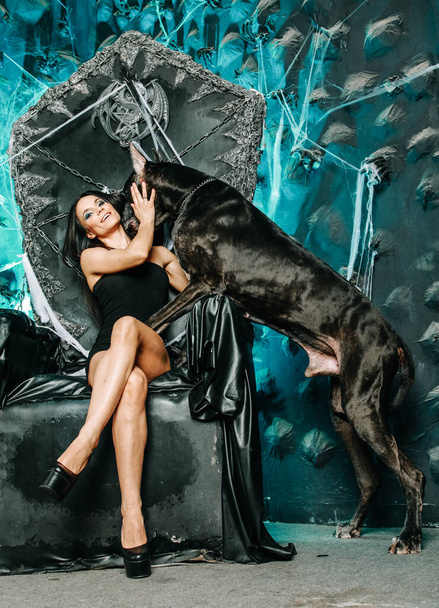 Красивая стройная молодая женщина в маленьком черном платье позирует со своим псом-датчанином в студии на фоне Хэллоуина большого страшного черного трона
 - Фото, изображение