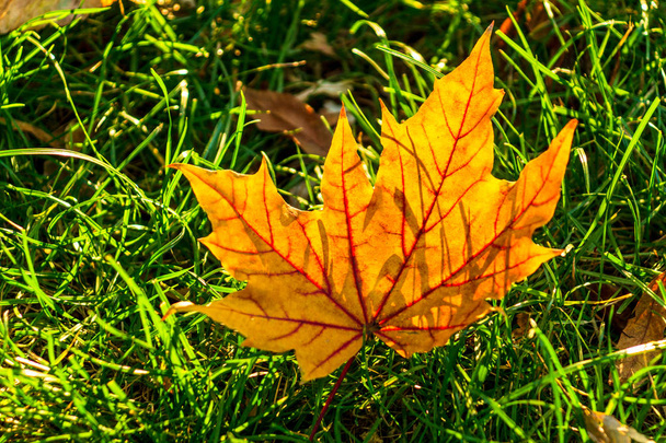 Gelbe Blätter auf dem Rasen im Herbstpark an einem sonnigen Tag - Foto, Bild