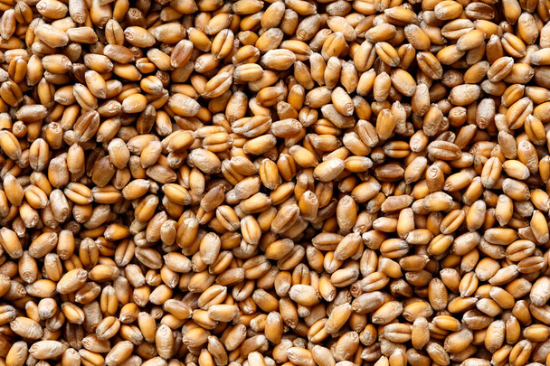 Background of winter wheat kernels. - Zdjęcie, obraz