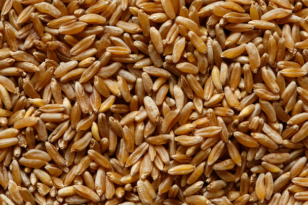 Background of kamut wheat kernels. - Foto, Bild