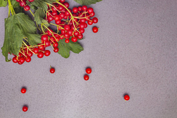 Свежие красные ягоды вибурнума с зелеными листьями на ветвях
 - Фото, изображение