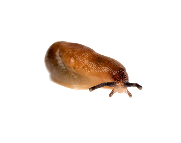 slug isolated on a white background - Foto, Bild