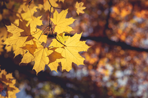 Mooie herfst esdoorn boom met gele bladeren en zon.  - Foto, afbeelding