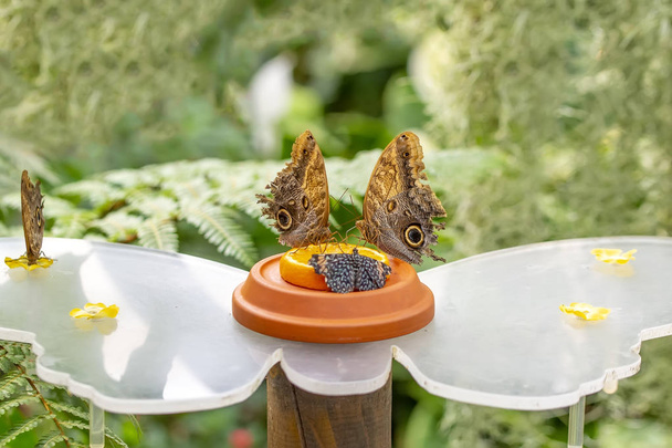 Divers papillons se nourrissent dans la maison des papillons
 - Photo, image