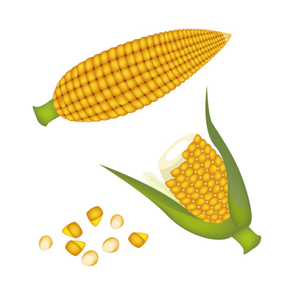 Двох вух кукурудзи з ядра кукурудзи - Вектор, зображення