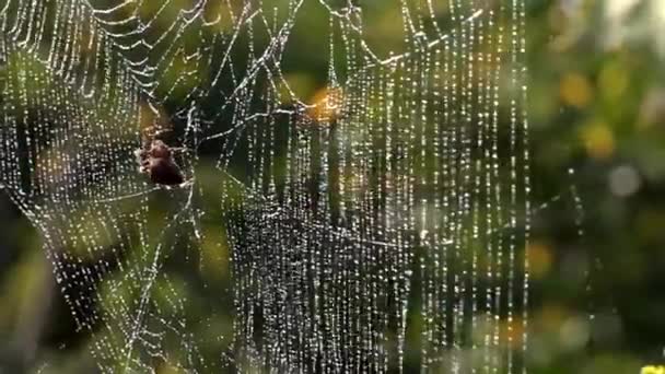Web in dew drops.Spider in the morning sun. Web waving.Η διαδικασία της αλίευσης εντόμων σε ιστούς αράχνης. Light bokeh.Backlight.Η κίνηση του Spider.Rain διαπερνά τη γη της αράχνης.. - Πλάνα, βίντεο