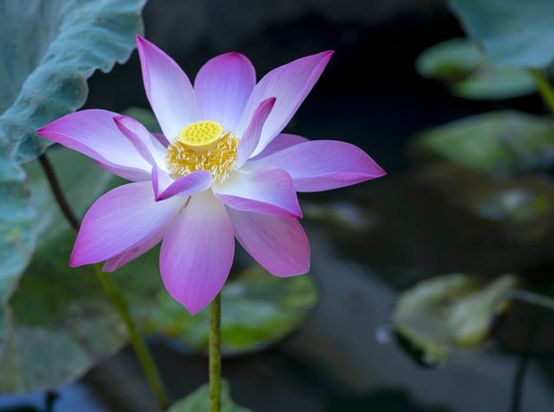 Цветок лотоса, цветущий в саду, полном фиолетового
 - Фото, изображение