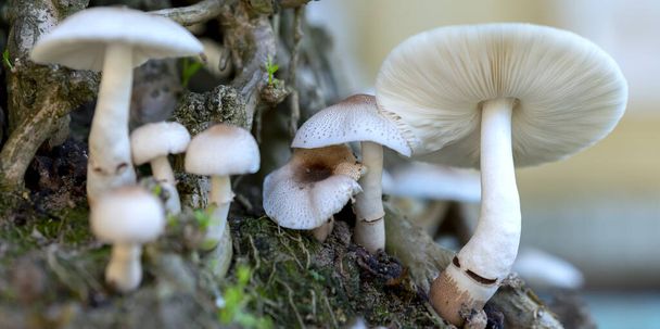 Beautiful wild mushrooms in nature - Photo, Image