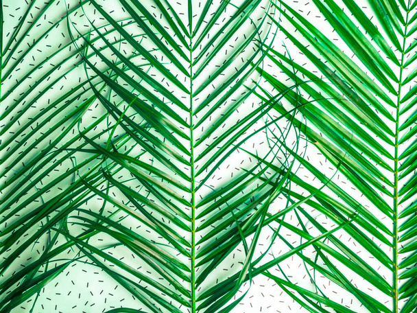 Vihreä trooppinen kämmen lehtien lähikuva
 - Valokuva, kuva