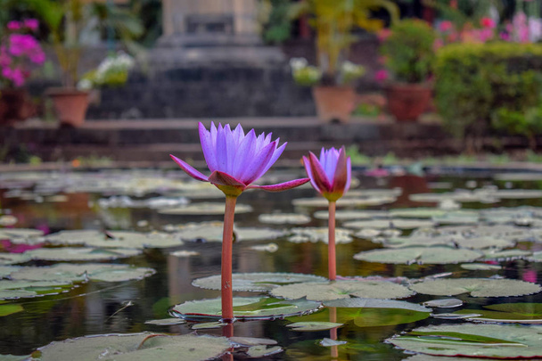 Paars gekleurde aantrekkelijke lotus in het meer omgeven door de bladeren - Foto, afbeelding