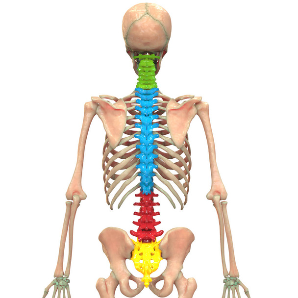 Illustrazione 3D della colonna vertebrale dell'anatomia del sistema scheletrico umano
 - Foto, immagini