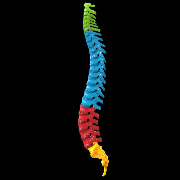 3D Illustration of Vertebral Column of Human Skeleton System Anatomy - Photo, Image
