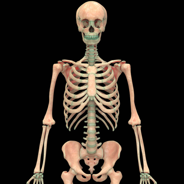 Ilustração 3D da coluna vertebral da anatomia do sistema esqueleto humano
 - Foto, Imagem