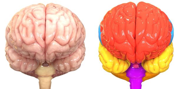 3d Ilustracja centralnego narządu ludzkiego układu nerwowego Lobes mózgu Anatomia Widok z przodu - Zdjęcie, obraz