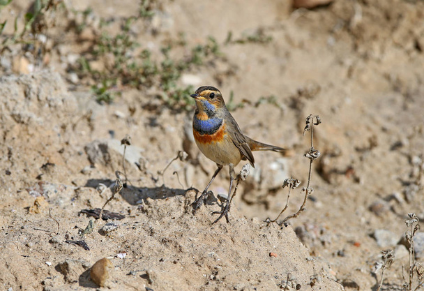 Male bluethroat (Luscinia svecica) in winter plumage filmed on plant branches and sitting on the ground closeup - Photo, Image