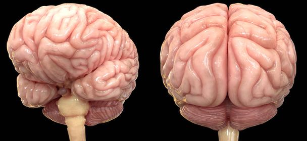 İnsan Sinir Sistemi Beyin Anatomisi Merkezi Organı 3D Görünümü - Fotoğraf, Görsel