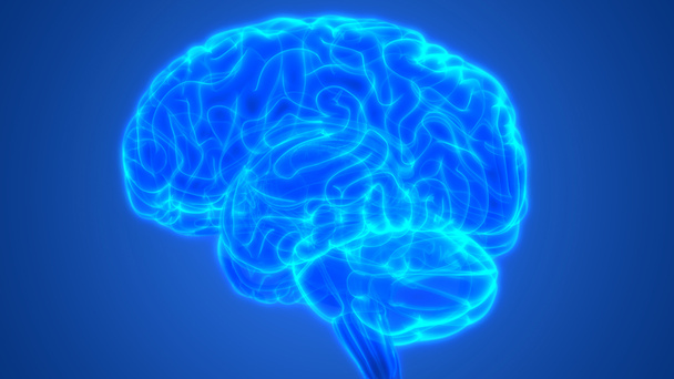 3D人体神経系中央器官のイラスト｜脳解剖学側面図 - 写真・画像