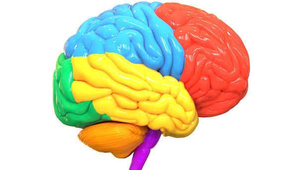 3d Ilustracja centralnego narządu ludzkiego układu nerwowego Lobes mózgu Anatomia Widok boczny - Zdjęcie, obraz