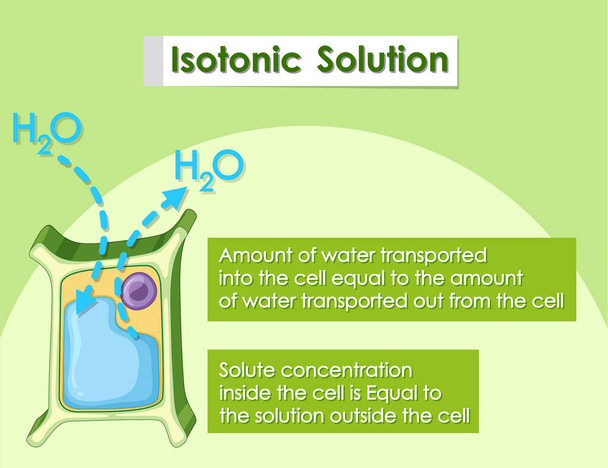 Solution isotonique dans les cellules végétales
 - Vecteur, image