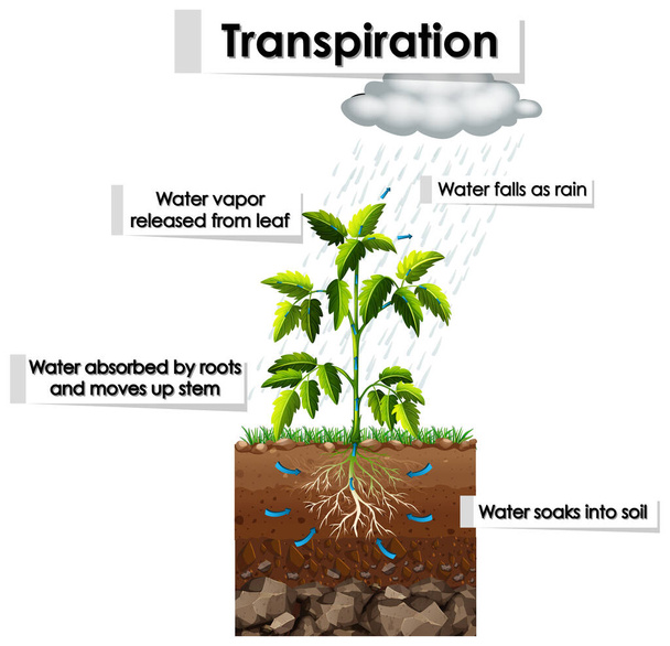 Schema che mostra la traspirazione nella pianta
 - Vettoriali, immagini