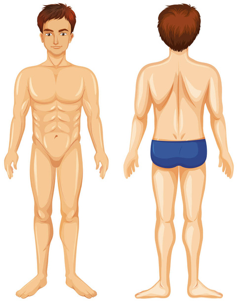 Front and back of human male - Διάνυσμα, εικόνα
