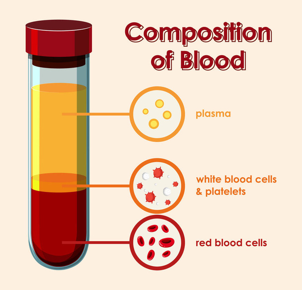 Diagram showing composition of blood - Vector, Image
