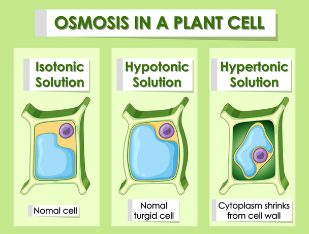 Diagrama que muestra ósmosis en células vegetales
 - Vector, imagen