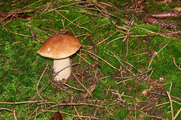 Boletus edulis edible mushroom in the forest - Photo, Image