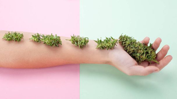 красива концепція марихуани, красива жіноча рука зі свіжими зеленими бутонами конопель, органічна косметика з суцвіть конопель
 - Фото, зображення