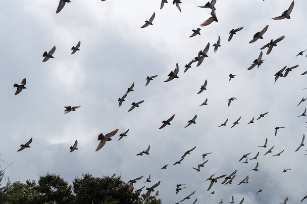 Голубиные птицы, Колумбус - стая летающих птиц
 - Фото, изображение