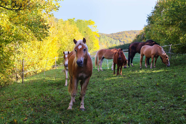 Bellissimi cavalli haflinger stare nel paddock
 - Foto, immagini