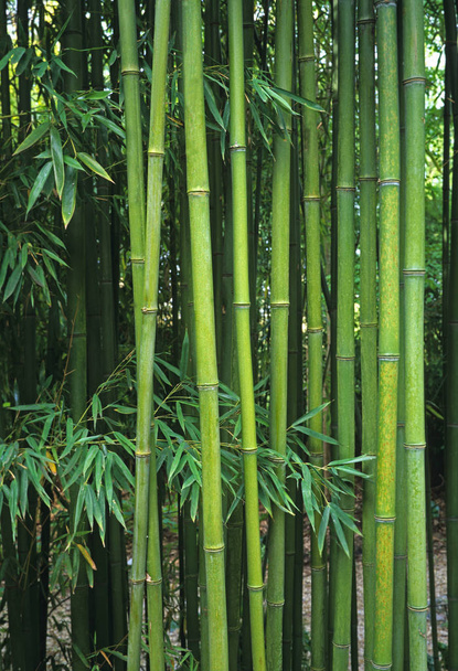Close-up de Phyllostachys, barreira de bambu em um jardim
 - Foto, Imagem