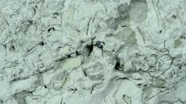 Baltık kireç taşı ve dönüş tablosunda fosiller. - Video, Çekim