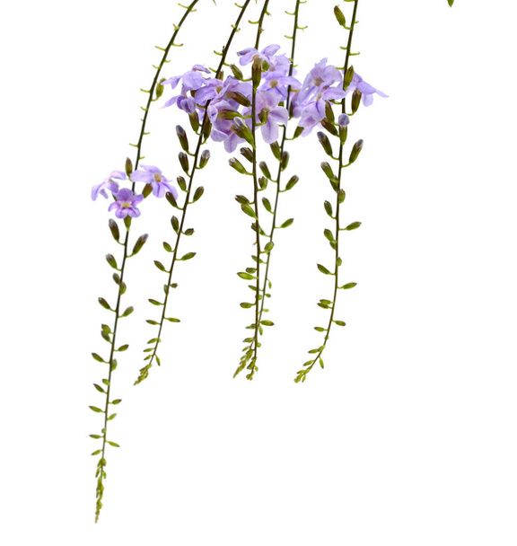 Plant Duranta with flowers isolated on white background - Φωτογραφία, εικόνα
