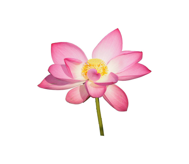 Coupe contour fleur de lotus rose de nénuphar isolé sur fond noir
 - Photo, image