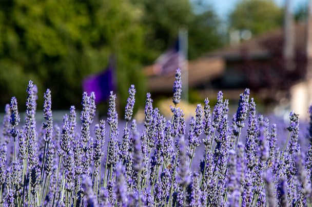 fiori di lavanda viola brillante in piena fioritura in una fattoria
 - Foto, immagini