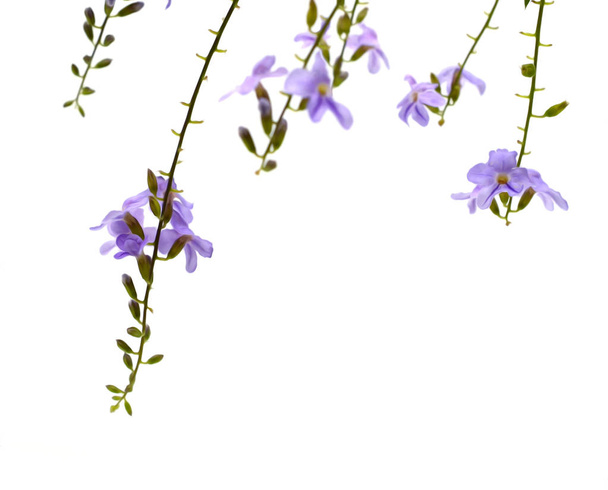 Violet color of Duranta erecta L. Verbenaceae - Photo, image