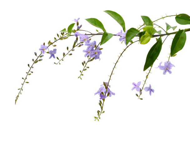 Violet color of Duranta erecta L. Verbenaceae - Φωτογραφία, εικόνα