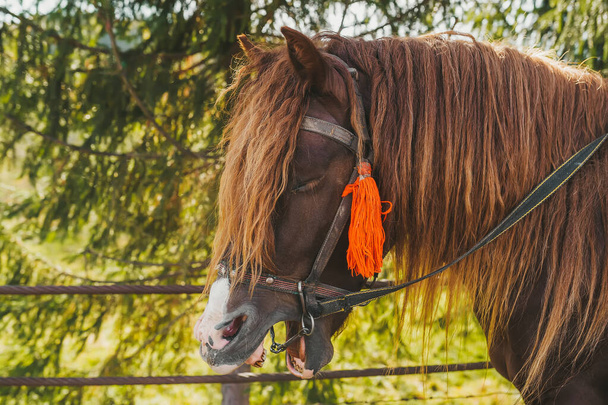 Krásná hnědá koňská hlava s copánky stojí ve vesnici v Karpatech. Boční pohled - Fotografie, Obrázek
