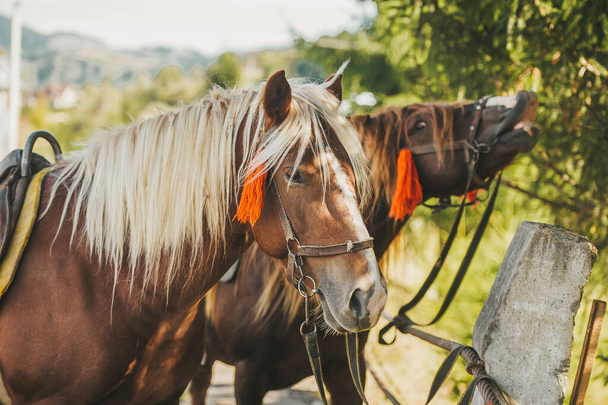 Две красивые коричневые лошади стоят на ферме в Карпатах. Вид сбоку
 - Фото, изображение