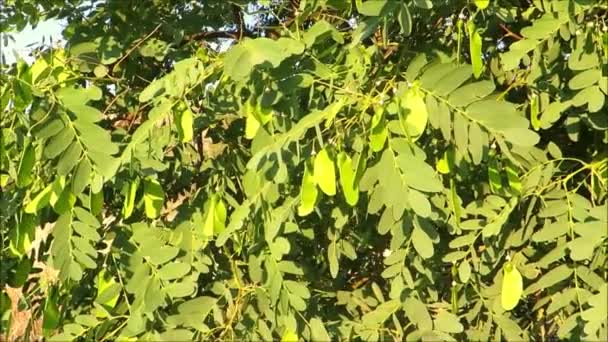 Samen auf südamerikanischem Tipu-Baum (tipuana tipu) in andalusischem Dorf - Filmmaterial, Video