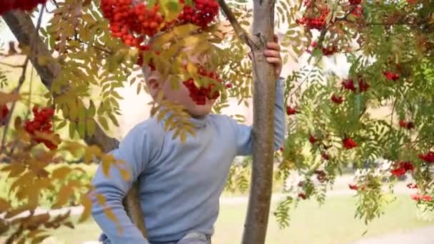 Das Kind kletterte auf einen Baum. Er spielt mit Vogelbeeren und gelben Blättern. strahlend sonniger Herbsttag. Unterhaltung im Freien - Filmmaterial, Video